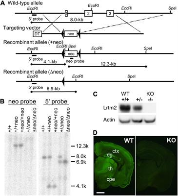 Leucine-Rich Repeats and Transmembrane Domain 2 Controls Protein Sorting in the Striatal Projection System and Its Deficiency Causes Disturbances in Motor Responses and Monoamine Dynamics